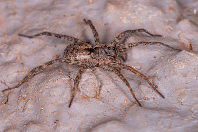 Close-up of spider