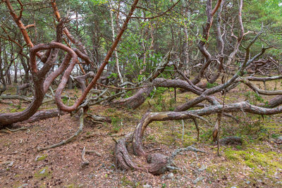 Trees in forest