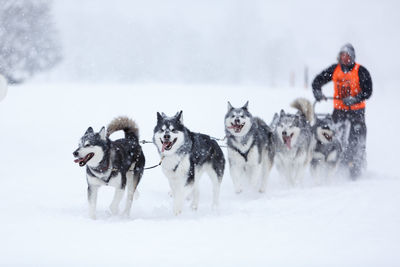 Musher hiding behind sleigh at sled dog race in winter