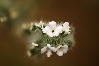 Close-up of white flowers blooming outdoors