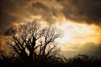 Silhouette bare tree against sky during sunset