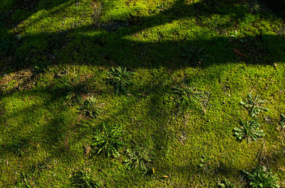 Plants growing on grassy field