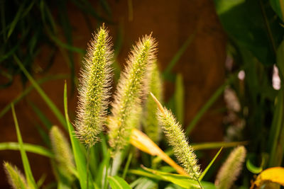 Close-up of succulent plant on field