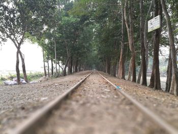 Surface level of railroad track amidst trees