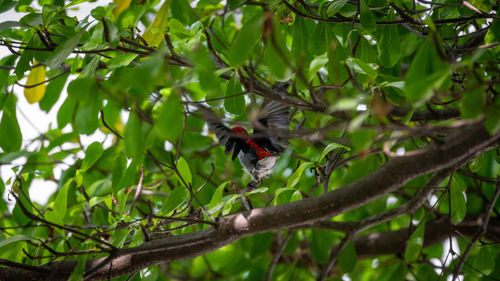 Bird perching on a tree