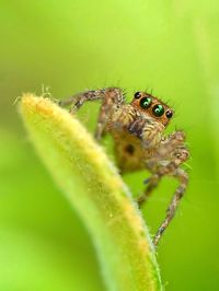 Close-up of spider on plant