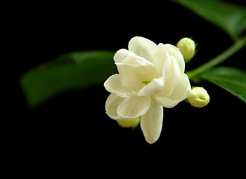 Close-up of white flower