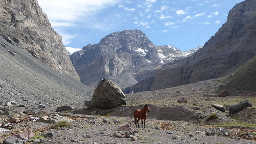 Horse on field amidst mountains