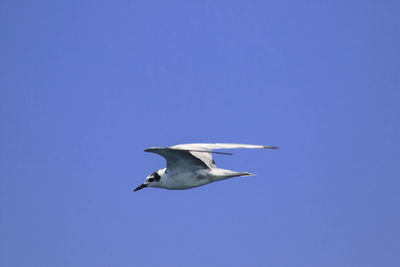 Low angle view of seagull flying