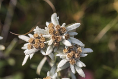 Close-up of white flowering plant