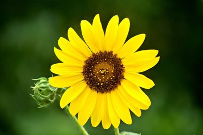 Close-up of yellow flower