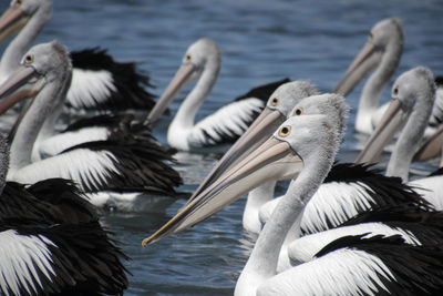 Flock of australian pelicans on water