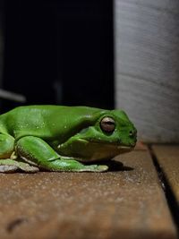 Close-up of frog