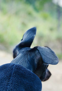 Close-up of dog