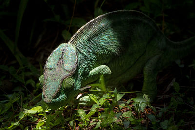 Close-up of lizard on plant