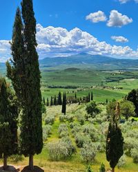 Scenic view of agricultural field against sky