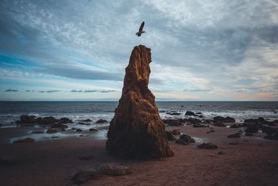 View of seagull on beach