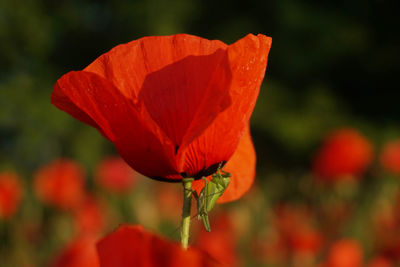 Close-up of red poppy