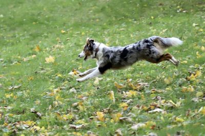 Dog running on field