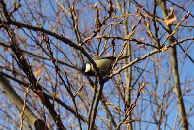 Bird perching on tree trunk