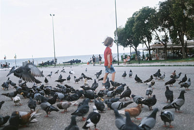 Close-up of pigeons on shore against sky