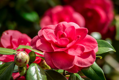 Close-up of pink flowering plant