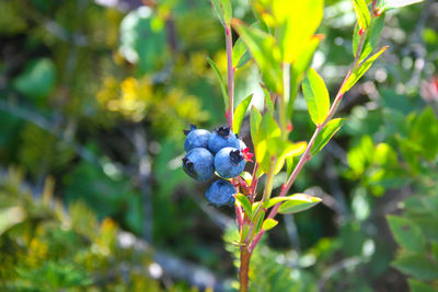 Close-up of wild blueberry