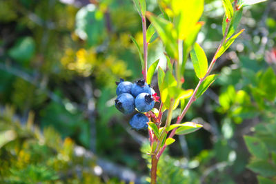 Close-up of purple flowering plant