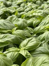 Full frame shot of basil plants