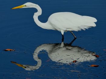 Close-up of pelican on lake