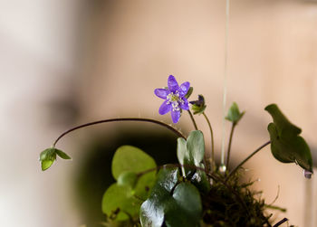 Close-up of purple flowering plant