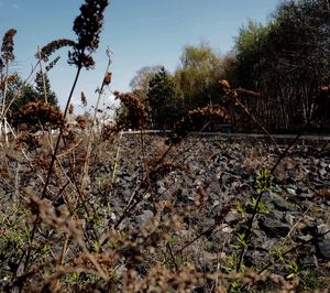 Plants growing on landscape