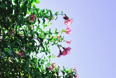 Low angle view of pink flowering plant against clear sky