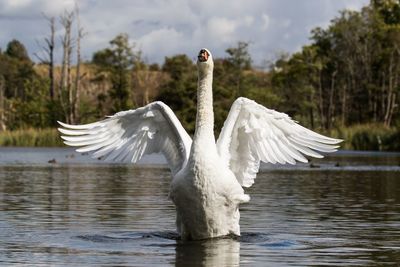 Swan in a lake