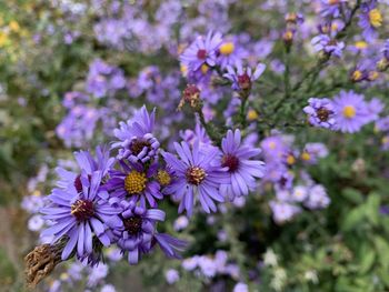 Close-up of purple flowering plants