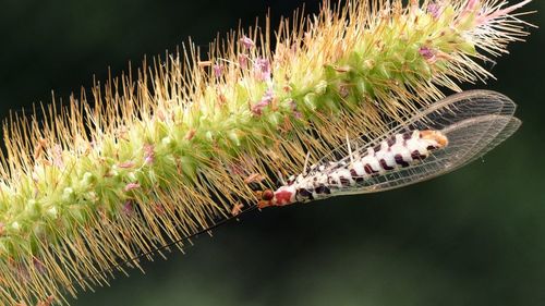 Close-up of insect on plant