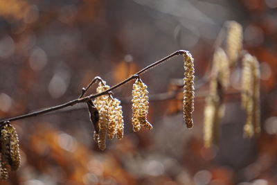 Close-up of dried leaves on plant