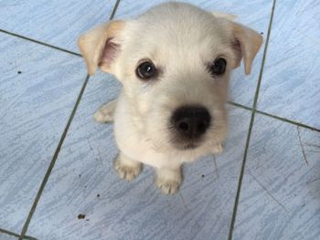 Portrait of cute puppy on floor