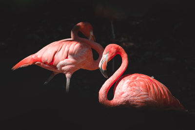 View of bird in lake