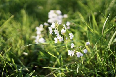 Close-up of white flowering plant on field