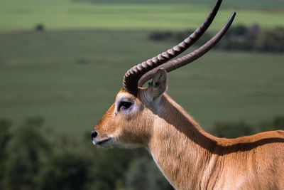 Close-up of deer on field