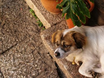 High angle view of a dog