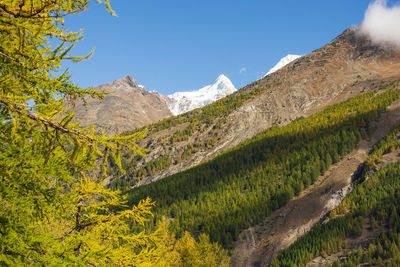 Hiking in the swiss alps