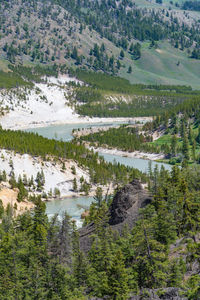 High angle view of pine trees on landscape