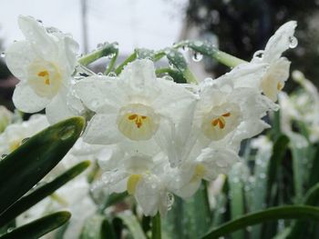 Close-up of white flowers blooming in park