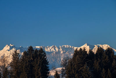 The tame emperor with his crown in the evening sun, view from the village kössen in austria tyrol