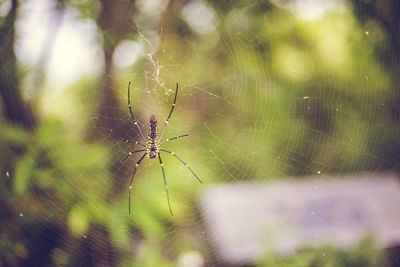 Close-up of spider on web