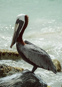 Close-up of pelican perching on sea shore