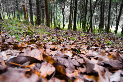 Autumn leaves on tree trunk in forest