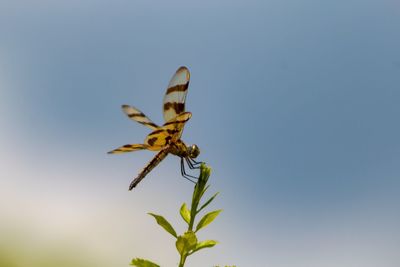 Close-up of insect on plant